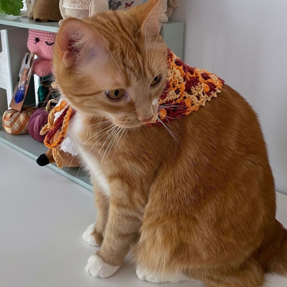 An orange cat wearing a crochet piece